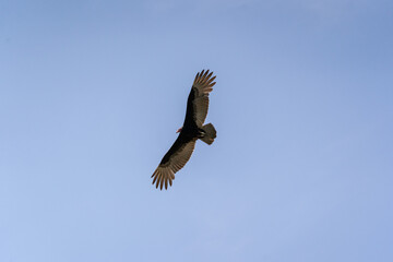 Obraz premium A Turkey vulture (Cathartes aura) flies over the Mayan ruin complex at Chichen Itza.