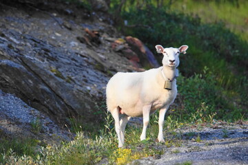 Sheep with Bell and GPS Tracker, on Route 17 between Nesna and Utskarpen, Norland County, Norway