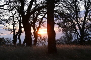 sunset in the woods