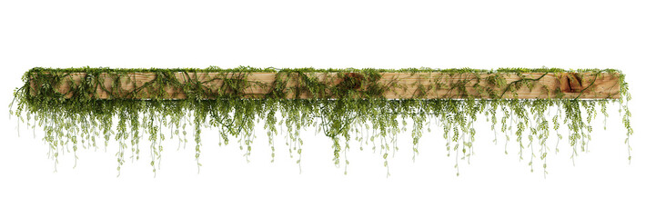 3d illustration of hanging ivy isolated on transparent background
