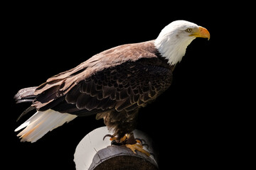 View of a white eagle perched on a log on a black background