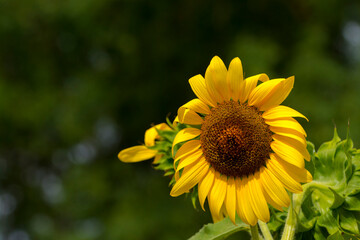 Flower of common sunflower in summer in a garden