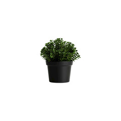 3d illustration of potted plant isolated on transparent background