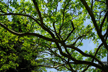 Fototapeta premium A grove of trees in the backyard of a Buddhist temple