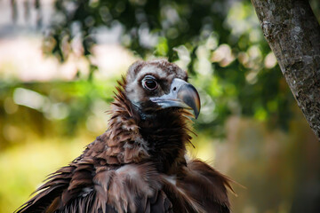A big bird in the zoo. Photo of the vulture. animals in captivity.