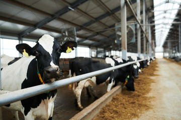 Selective focus on black-and-white milk cow looking at camera while standing in cowshed against row of other cattle eating fodder