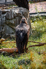 Obraz premium A big bird in the zoo. Photo of the vulture. animals in captivity.