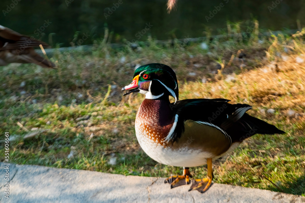 Sticker Wood duck in a pond