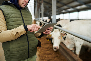 Cropped shot of young male farmer or owner of cowfarm wearing waistcoat pointing at tablet screen...
