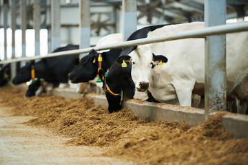 Group of purebred milk cows standing in cowshed and having fresh food put in feeder by workers of large modern livestock farm © pressmaster