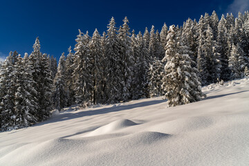 The alpine mountain landscape with fir trees is covered in fresh snow