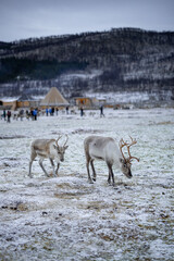 Obraz premium reindeer in the snow