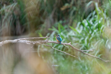 Wonderful kingfisher just before the sunset