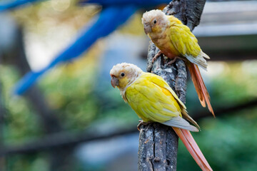 Lovebirds in the Chandigarh Bird Park