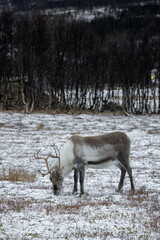 reindeer in winter