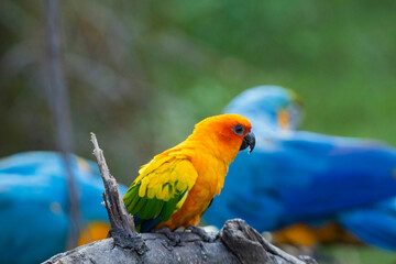 Sun Conure parrot in Chandigarh bird park