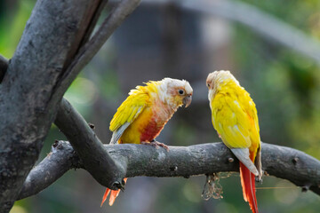 Lovebirds in the Chandigarh Bird Park
