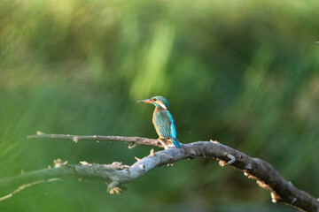 Wonderful kingfisher just before the sunset