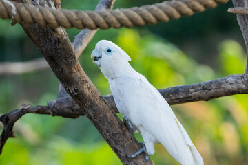 Solomons Cockatoo in in the Chandigarh bird park 