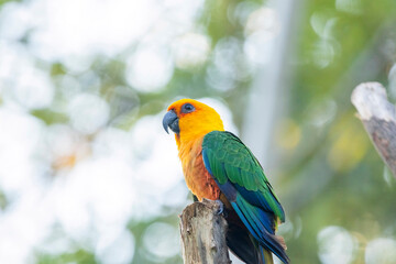 Obraz premium Sun Conure parrot in Chandigarh bird park