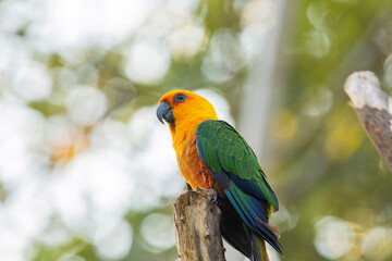Sun Conure parrot in Chandigarh bird park