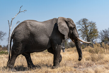 African elephant walking in the savanna Moremi game reserve Botsawana