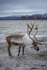reindeer in the forest