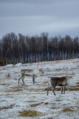 Obraz premium reindeer in the snow