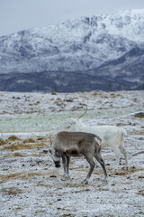 reindeer in the mountains