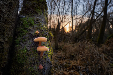 Winter mushroom Flammulina velutipe at sunset. Velvet shank, delicious and healthy mushroom in the...