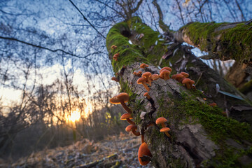 Winter mushroom Flammulina velutipe at sunset. Velvet shank, delicious and healthy mushroom in the natural environment