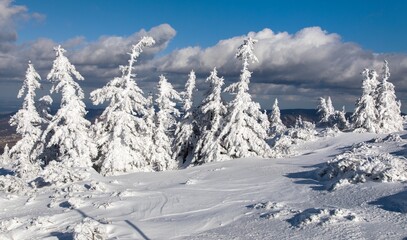Obraz premium snowy forest on mountain, Jeseniky mountains