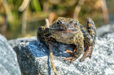 European Common brown grass Frog Rana temporaria