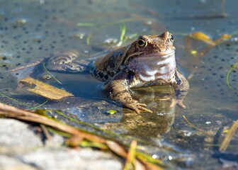 European Common brown Frog Rana temporaria with eggs
