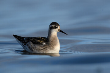 Red-necked Phalarope