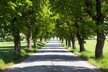 spring time aley horse chestnut Aesculus hippocastanum