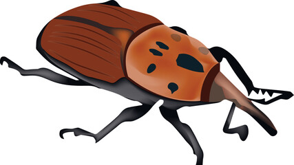 red insect harmful to palm trees-red insect harmful to palm trees-