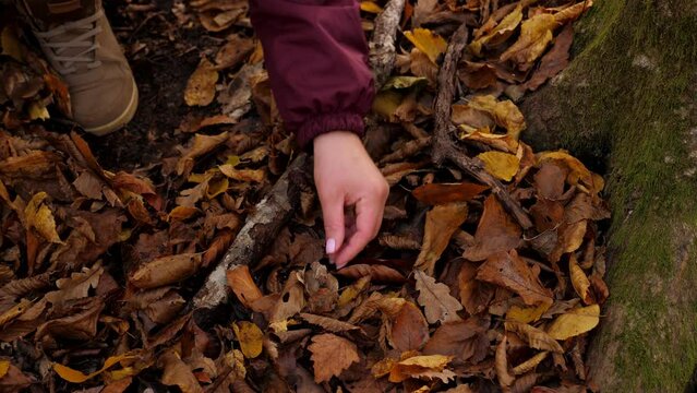 A young woman collects mushrooms in the autumn forest, she pushes the leaves apart with a stick and plucks the mushroom.
