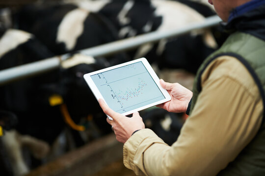 Digital tablet with graphic information on screen in hands of young male farmer analyzing data while standing in front of cowshed