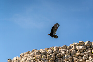 A Turkey vulture (Cathartes aura) flies over the Mayan ruin complex at Chichen Itza.