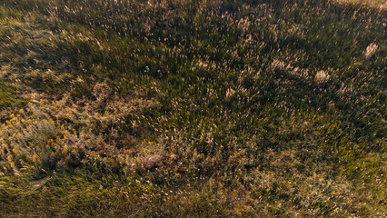 a field overgrown with reeds taken from a drone