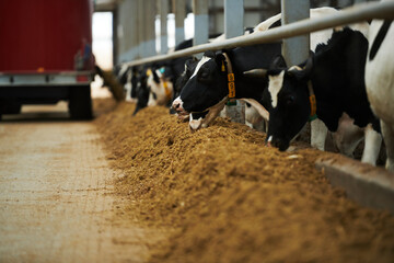 Focus on group of purebred dairy cows standing along cowshed and eating forage against machine...