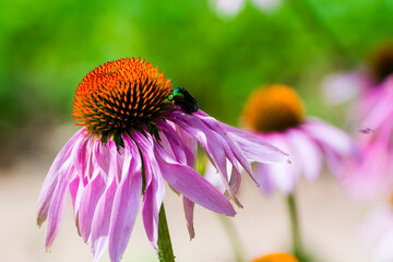 Purple coneflower and European rose chafe beetle