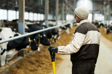 Back view of young male worker of cowfarm with worktool standing in front of camera and looking at long cowshed with purebred cattle