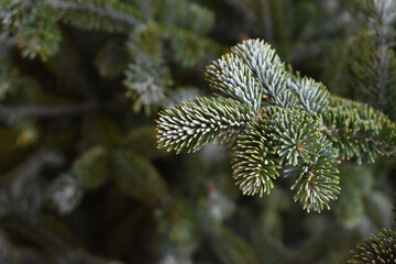 Fraser Fir Christmas Tree Holiday Branch Close Up Texture Background with Copy Space - obrazy, fototapety, plakaty