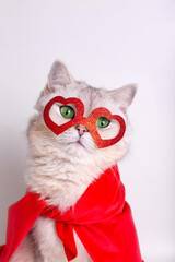 Portrait of a adorable white cat in a red mask in the form of hearts and a red cape.