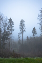 november morning in the foggy forest