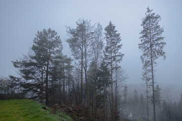 Fototapeta na wymiar november morning in the foggy forest
