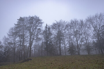 november morning in the foggy forest