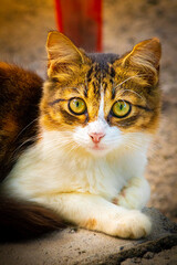 Soft Kitty, Warm Kitty...